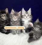 Котята породы мейн-кун. Питомник. Цены от