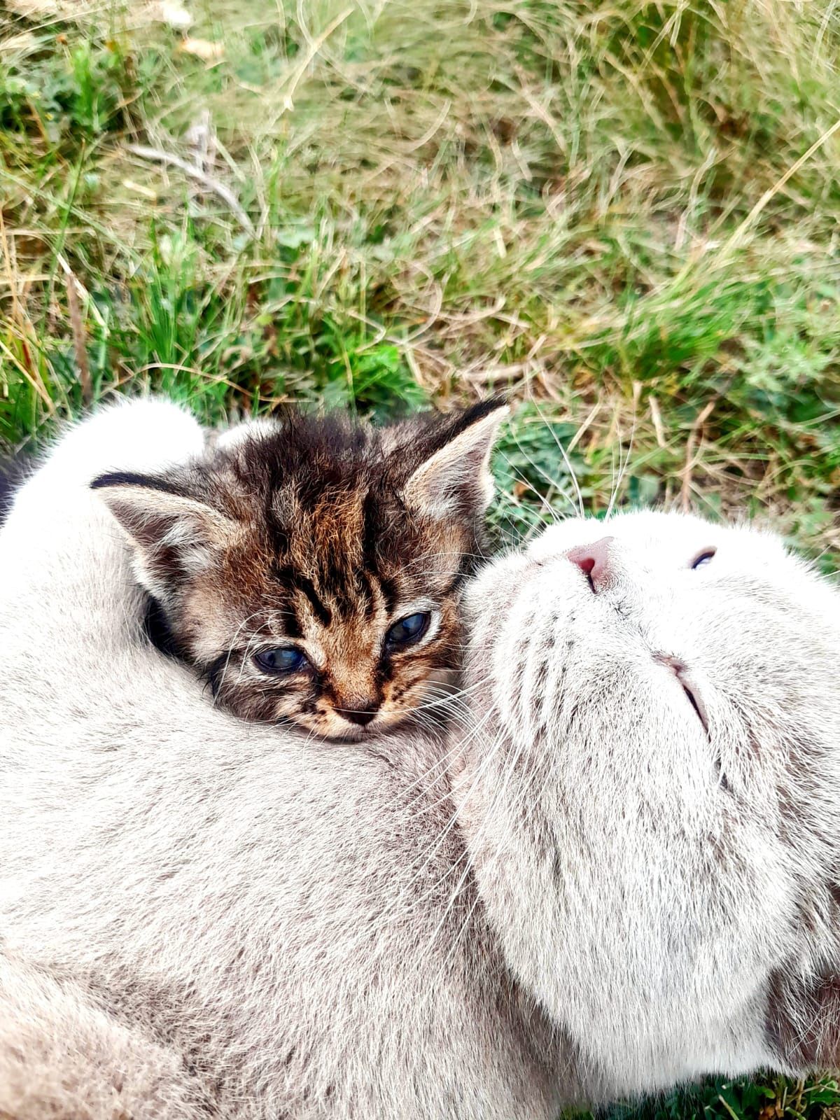 Отдам котят в добрые руки. Мама Британская краткошёрстная