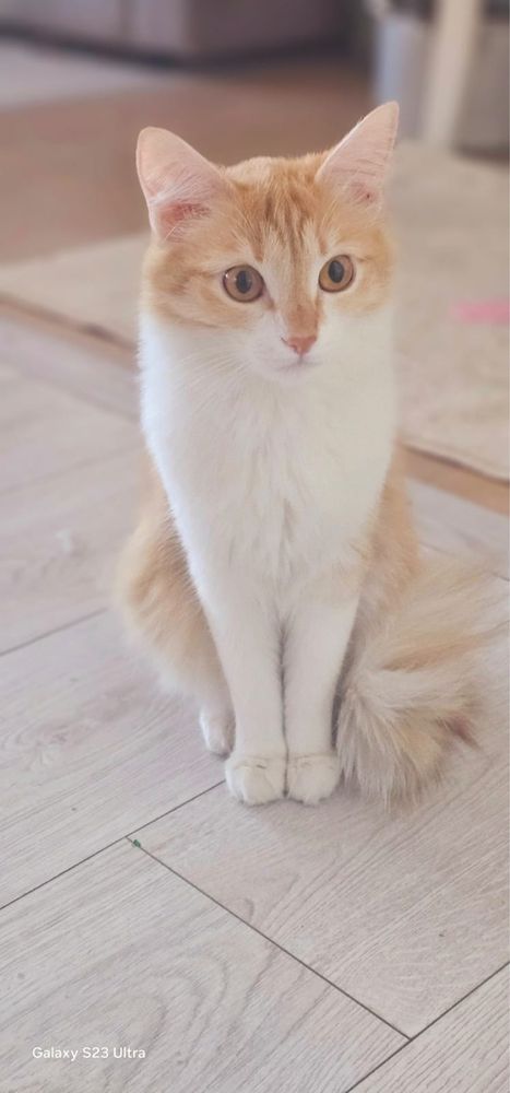 Продам красивых котят район 10 поликлиники