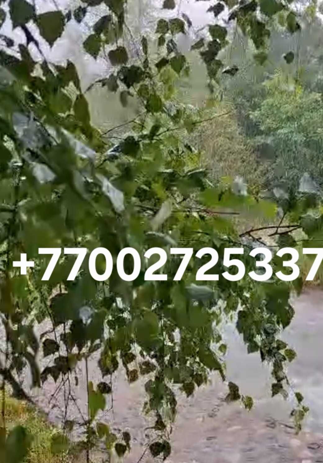 Шторы продам ширина 3 м велюр 2 шт