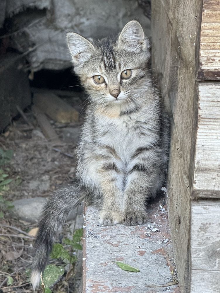 Отдадим котят в добрые руки!!