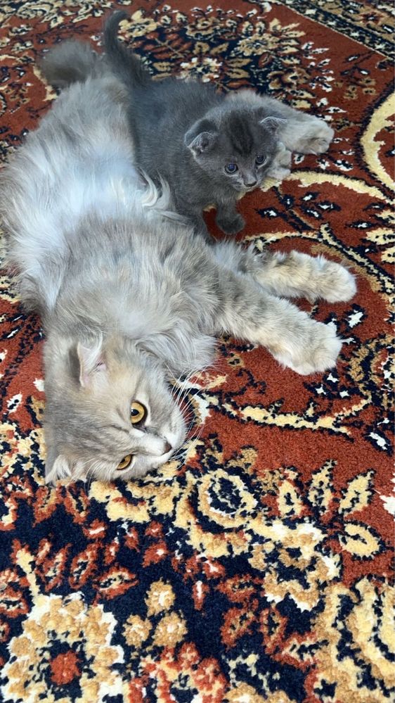 Котенок вислоухий