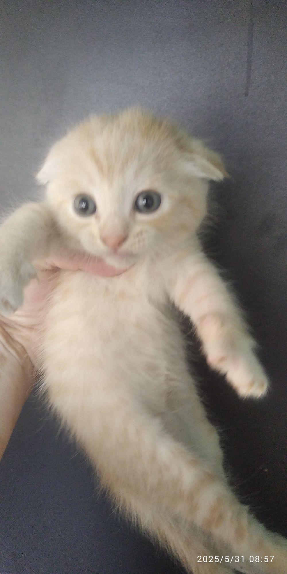Котенок  веслоухий., мать скотишь фолд.
