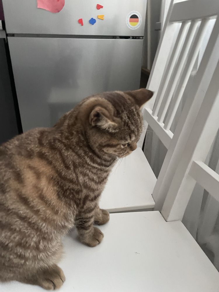 Кошка отдам бесплатно