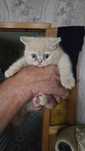 Котята британцы 1.5 мес