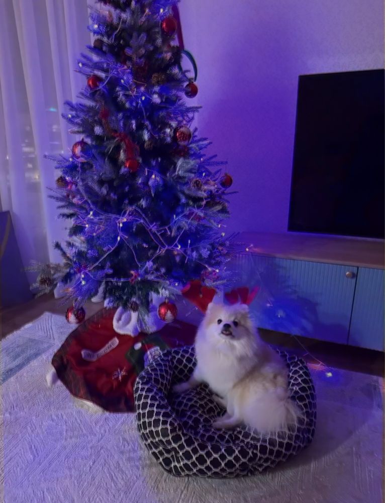 Девочка Немецкий Шпиц