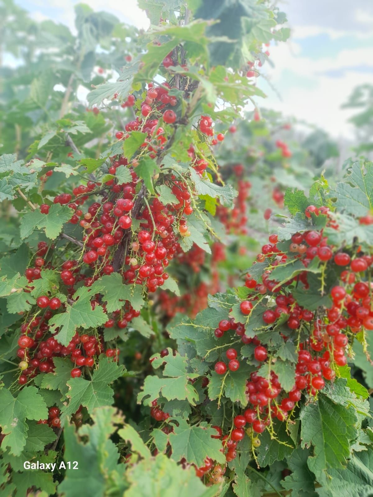 Смородина черная и красная , вишня