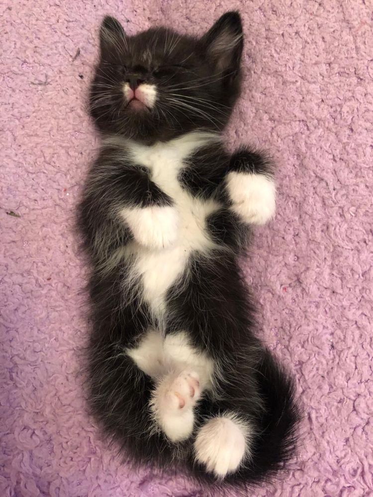 КОТЕНОК ДАРОМ! Отдам котенка в добрые и надежные руки!
