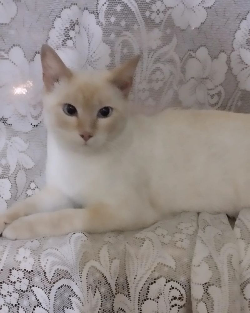 Молодой харизматичный котик ищет семью, кастрирован/ кот кошка котенок
