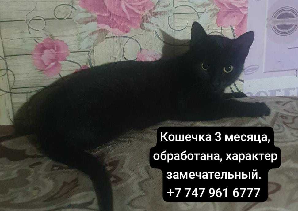 Котята ищут дом, в добрые и заботливые ручки.