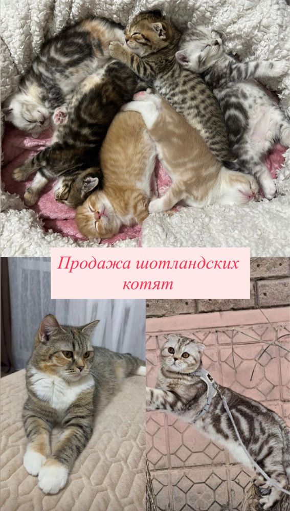 Продаются Котята Шотландские Вислоухие