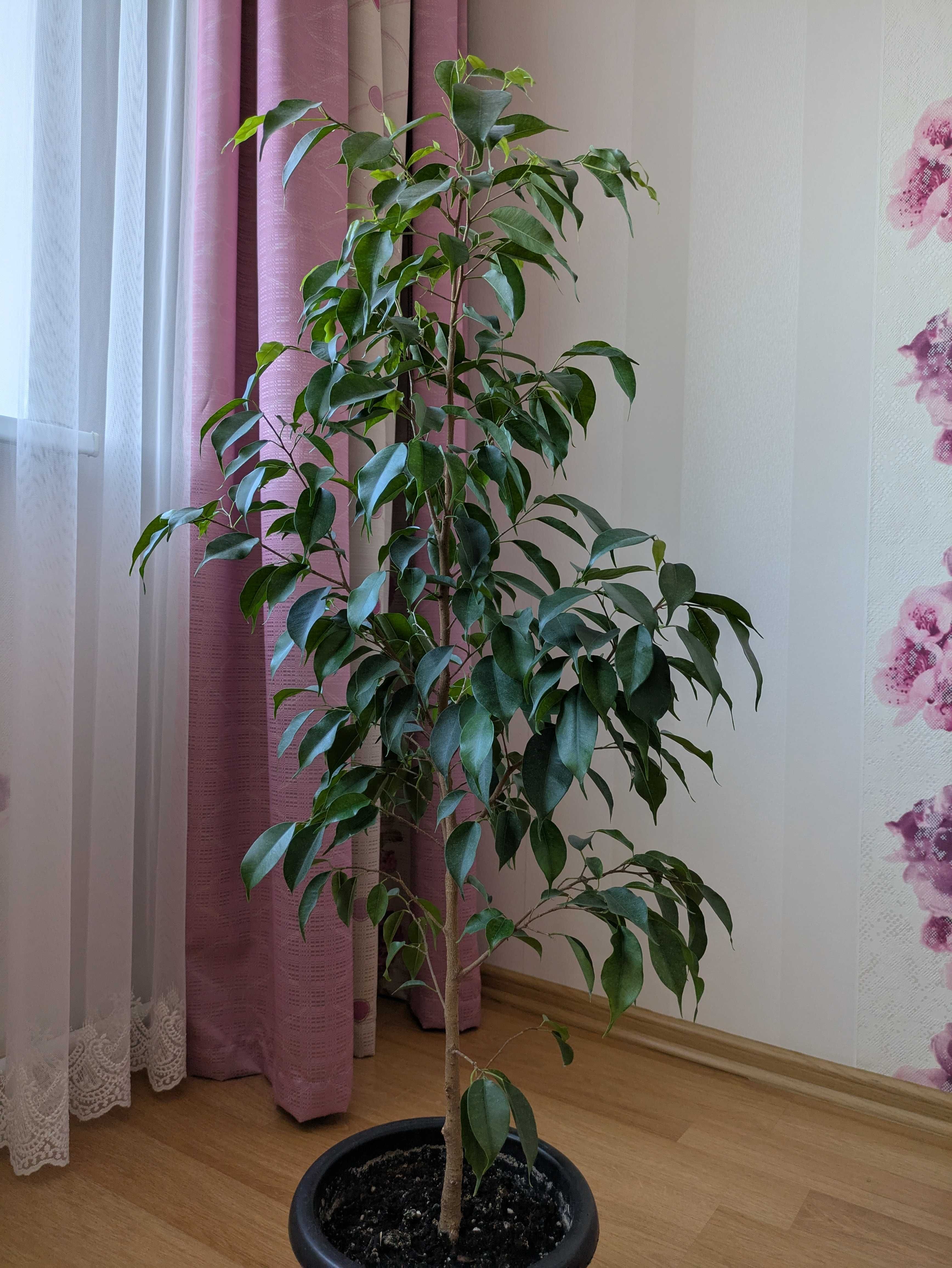 Комнатные растения