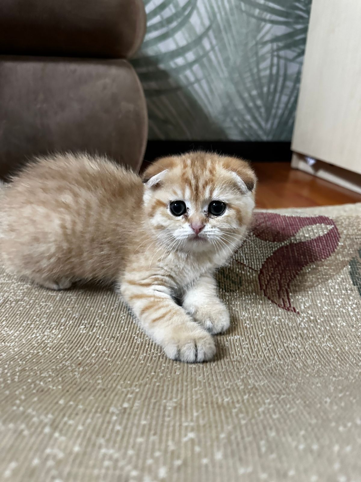 Открыта бронь на шотланских котят