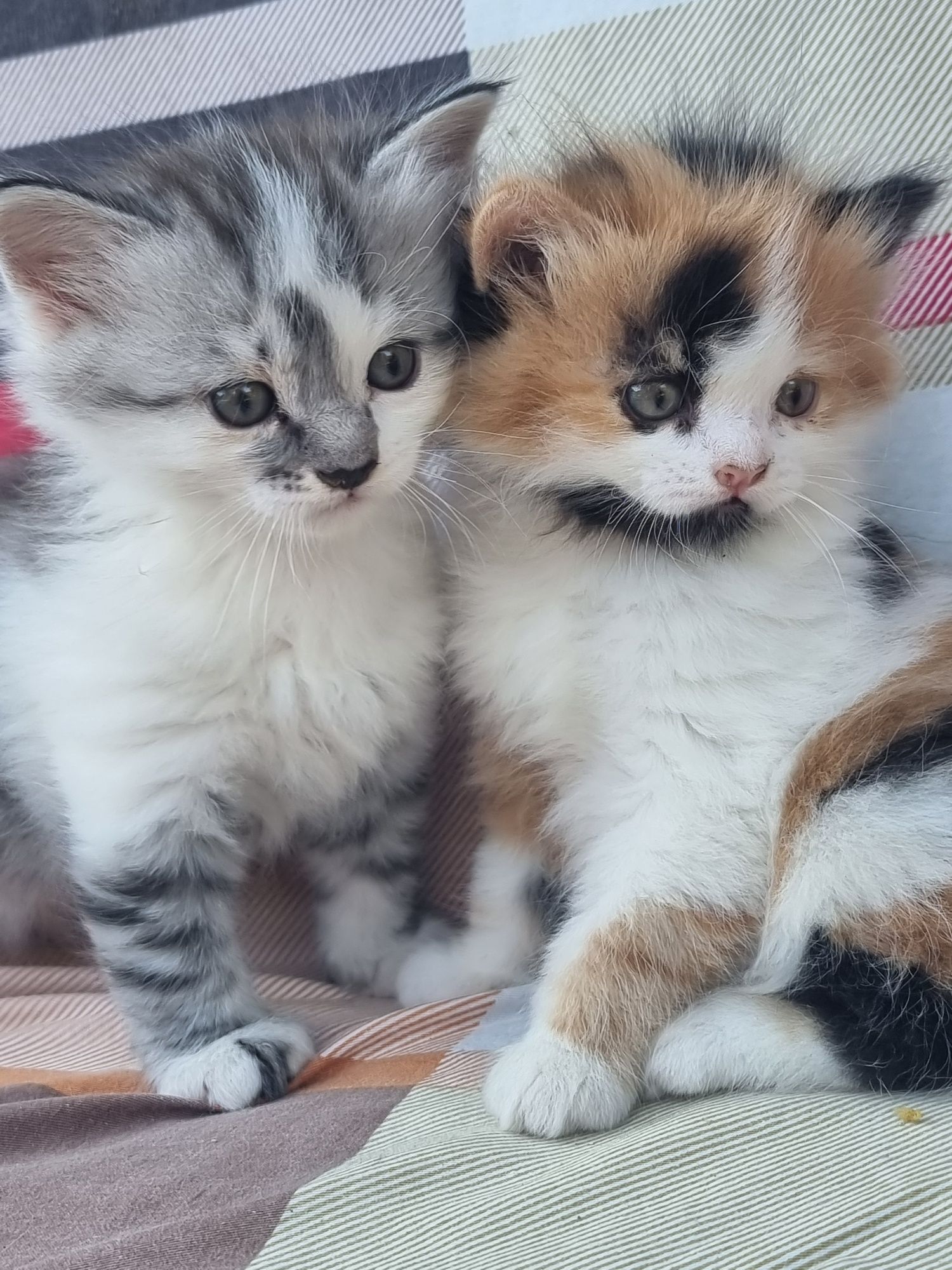 Продам шотланских котят
