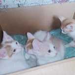 Котята рыжа белые