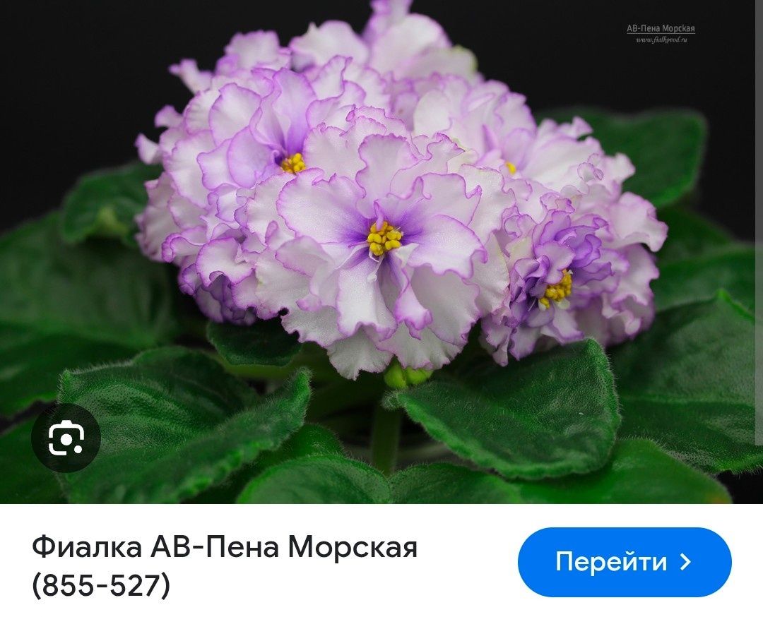 Продам набор деток сортовых фиалок