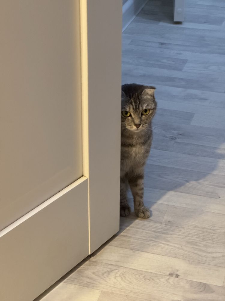 Кошка с котеком отдам в хорошие руки
