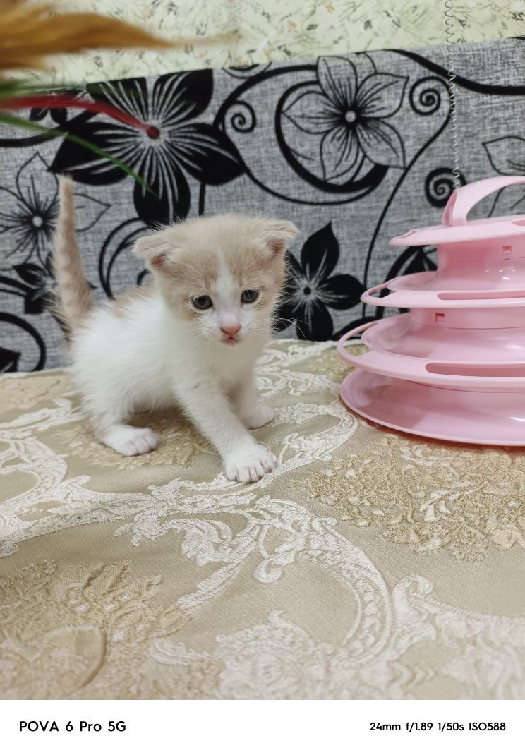 Отдам вислоухого котёнка!