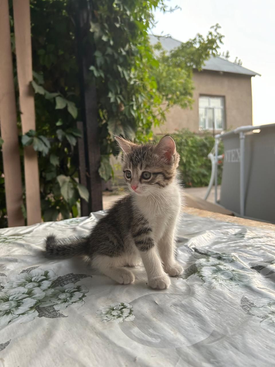 Котёнок ласковый.