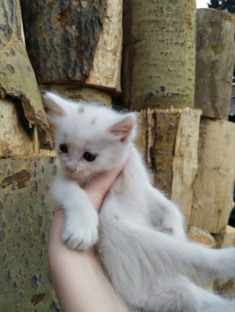 бесплатные котята в добрые руки