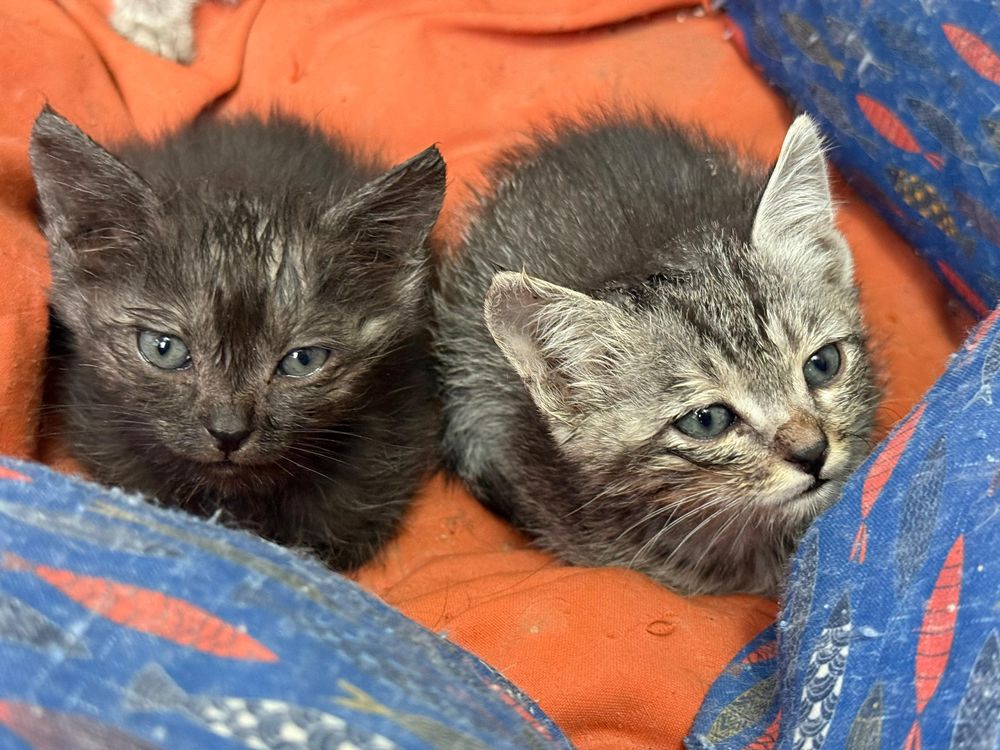 Котята бесплатно отдадим  в добрые руки