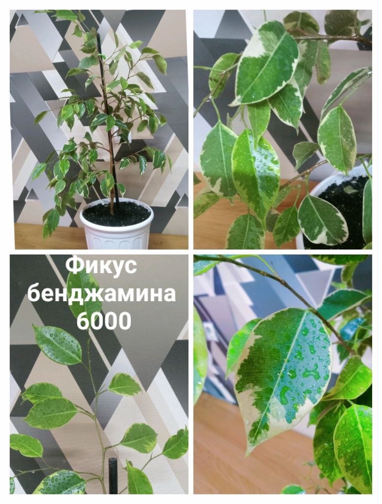 Срочно распрадаю комнатные растения