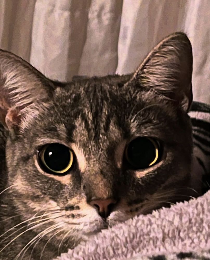 Кошка стерилизованная