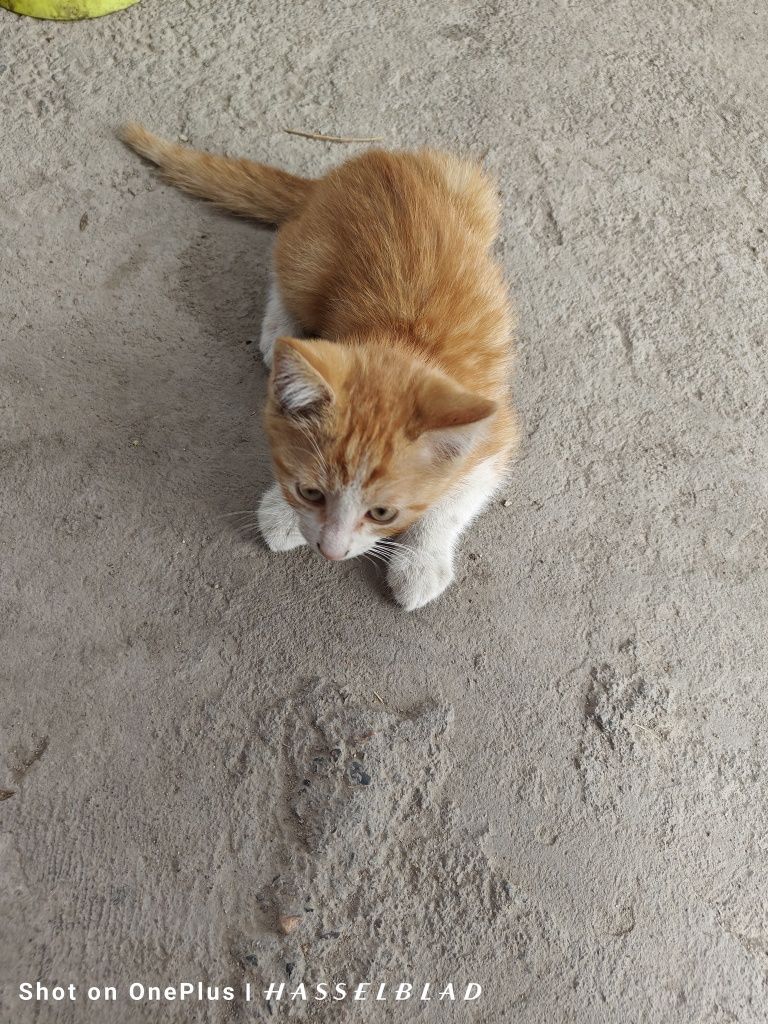 Котята бесплатно