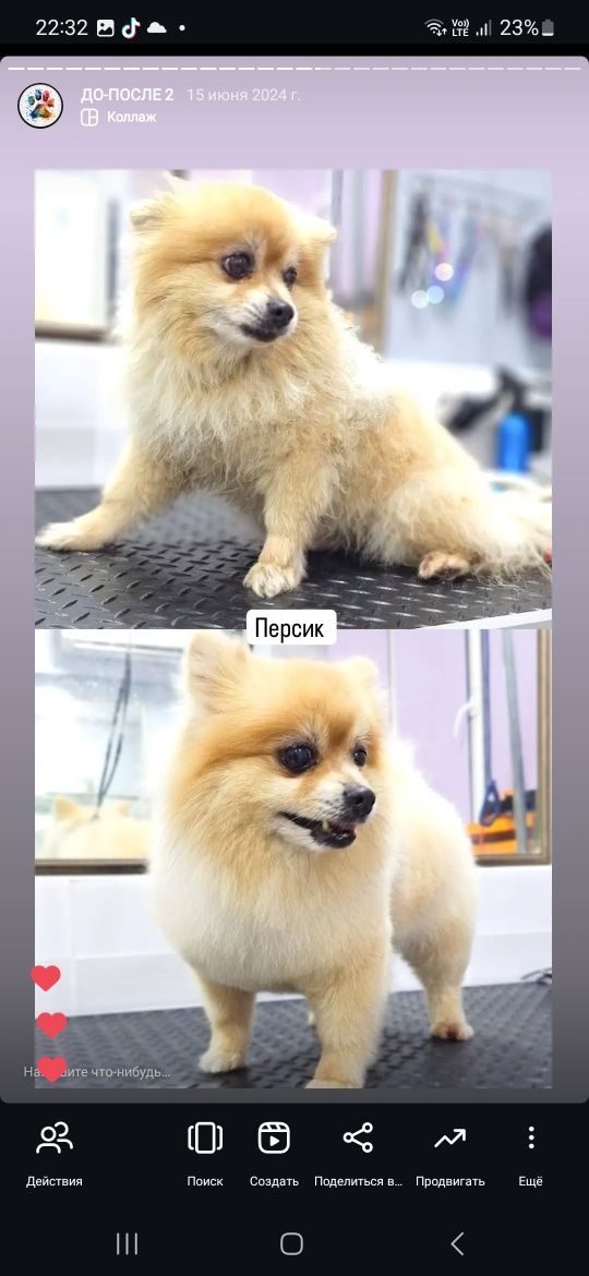 Груминг на дому , так же выезд по городу и области