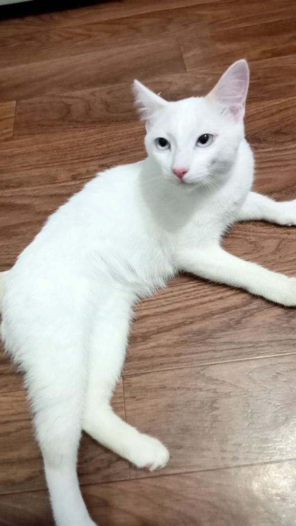 Котик ищет дом , 4 месяца