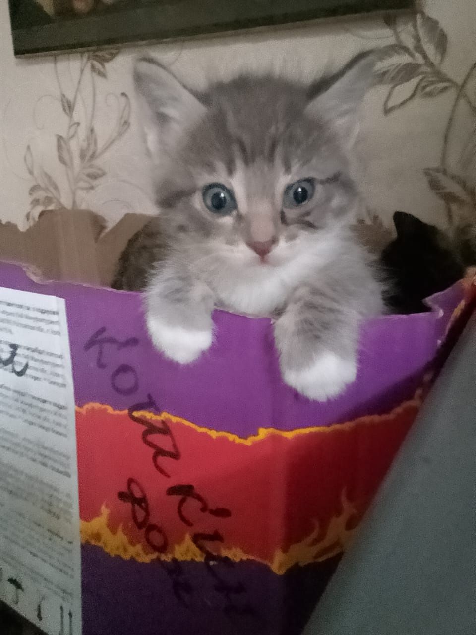 Отдам котят (сортировка)