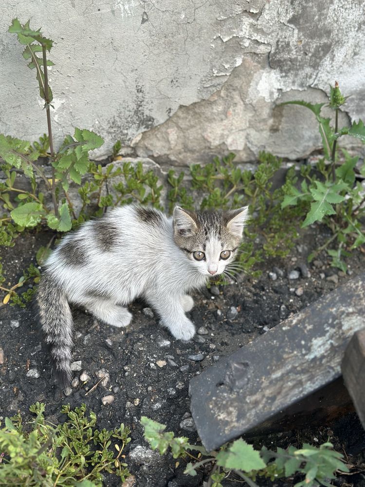 Отдам хороших котят