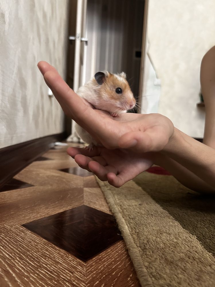 Золотистый сириский хомяк