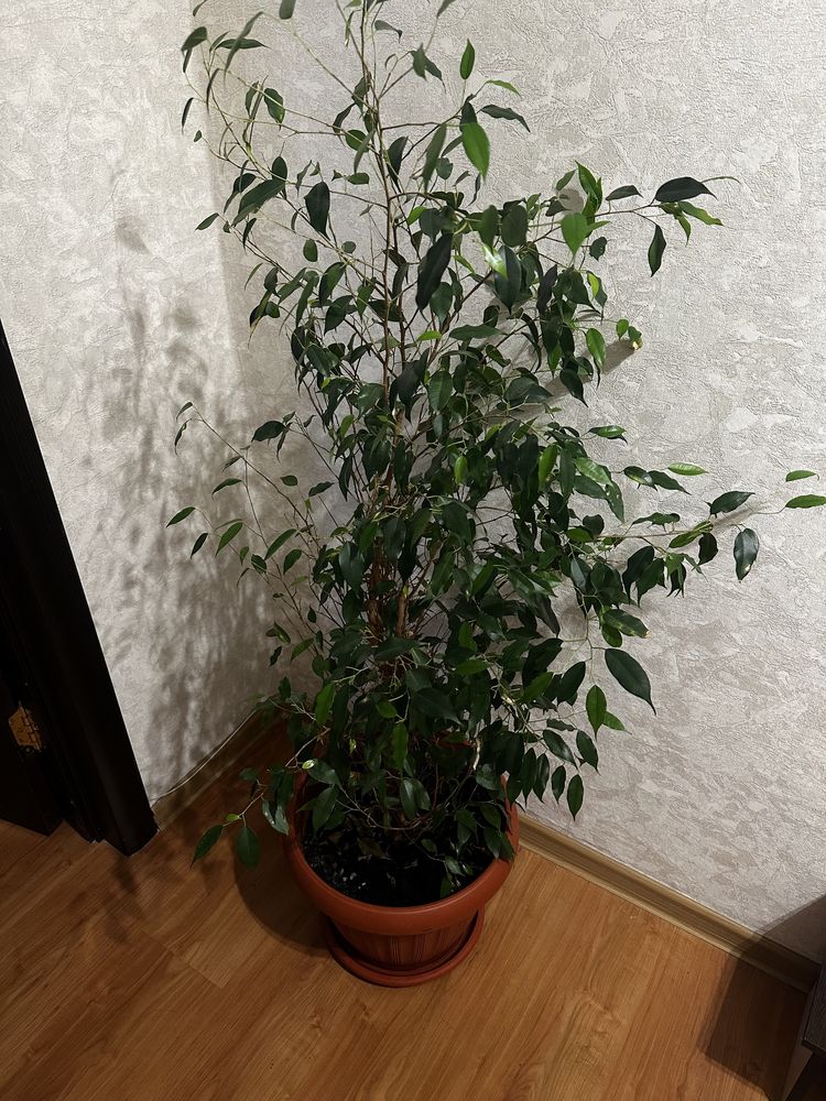 Продам фикус 2 года