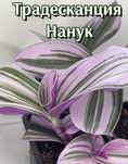 Традесканция Нанук