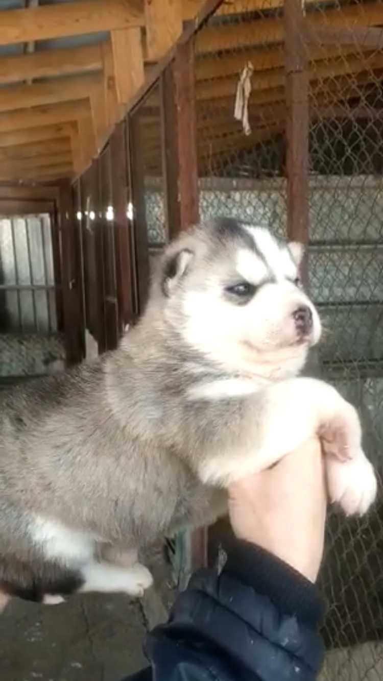 Серебристый хасенок