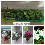 Продам фиалки большие