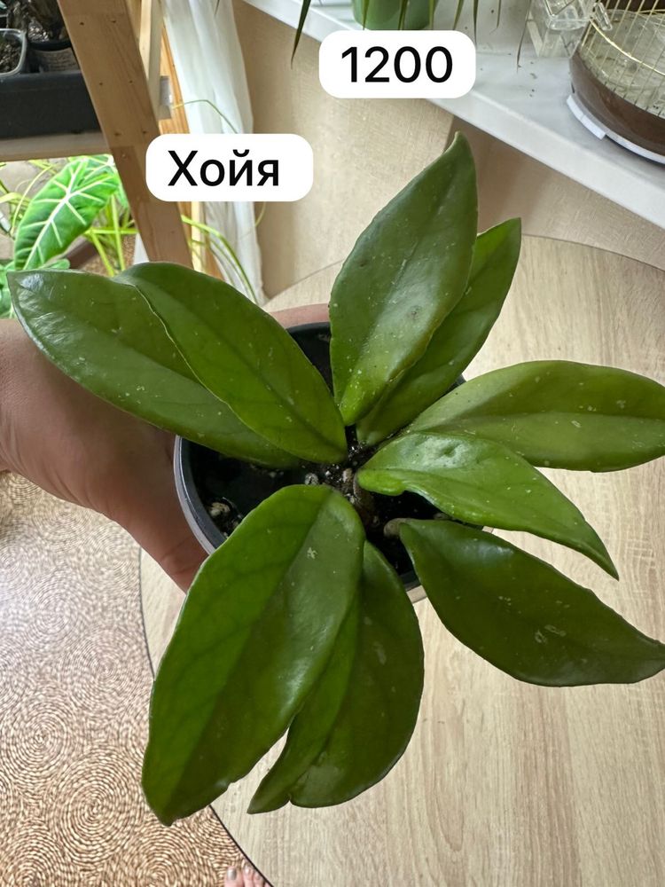 Продам комнатные растения. Доставка бесплатно по городу