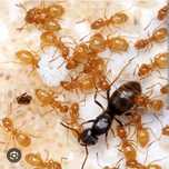 Lasius umbratus.