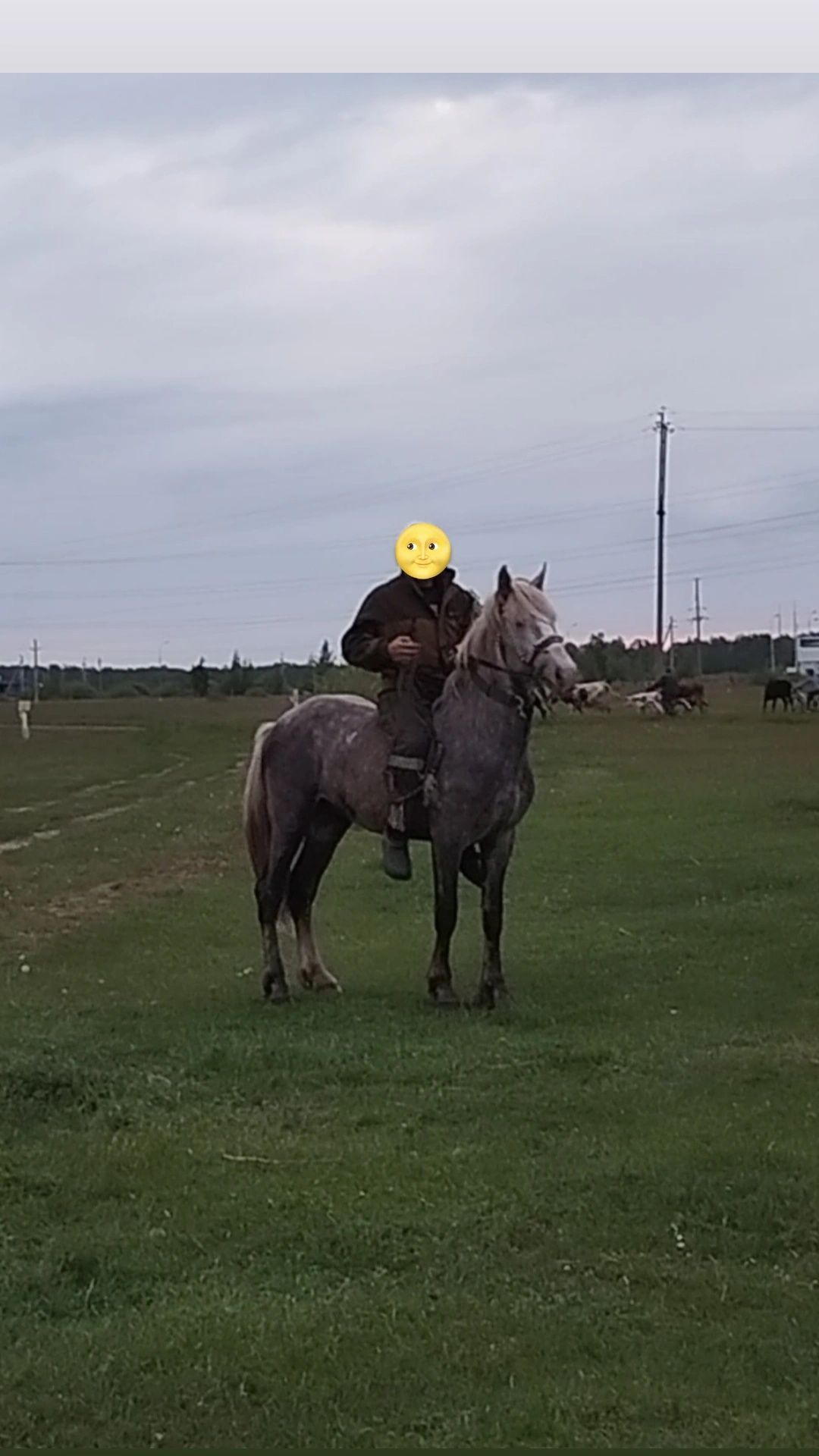 Продам жеребца 2 года