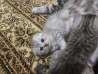 Скотиш фолд  цена 35 000