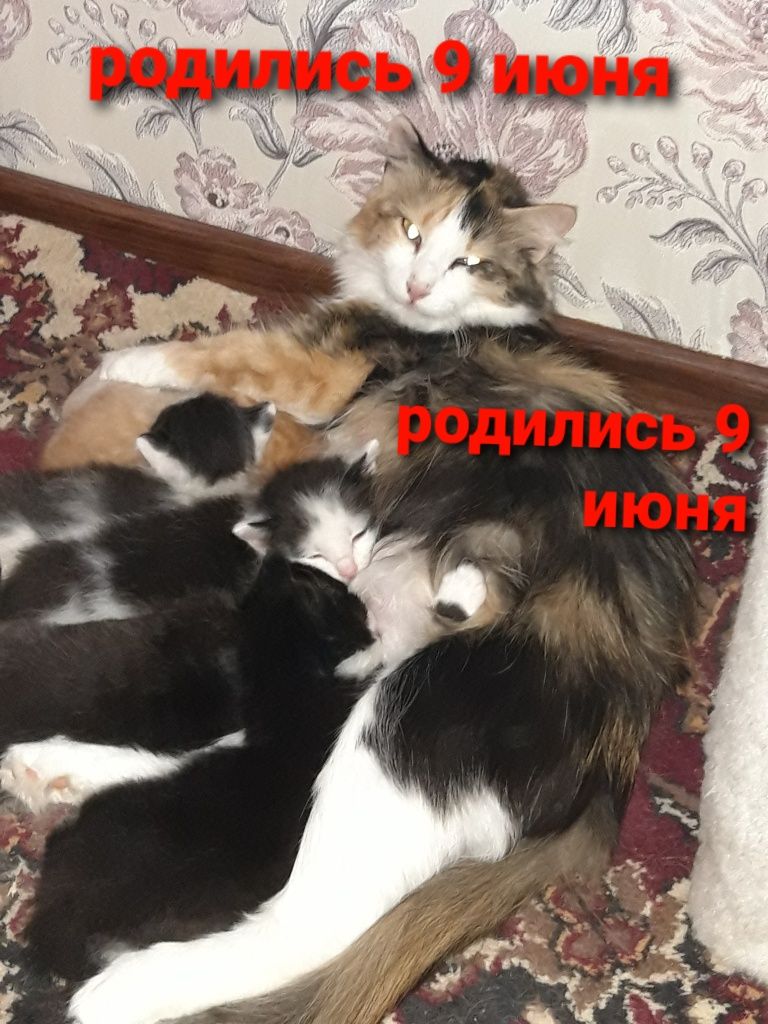 Котят отдам в добрые руки