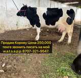 Упитаная тёлочка