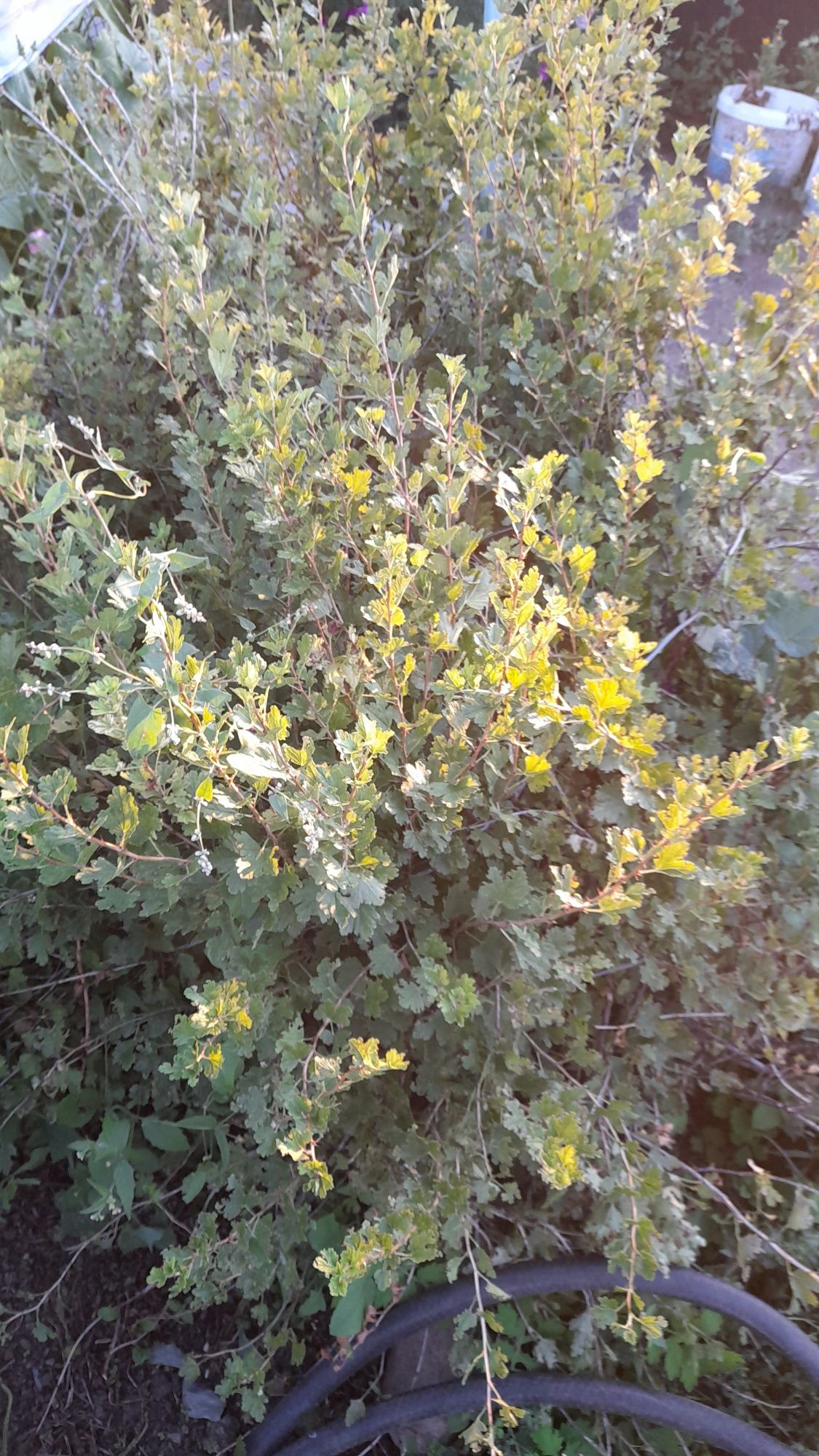 Продам дачу с/о Родник