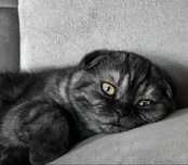 Котенок (девочка) скоттиш фолд, 3 месяца