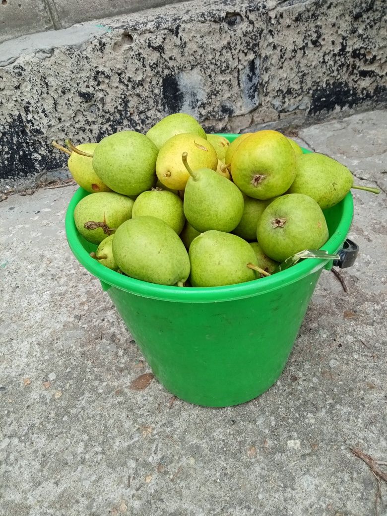 Продам домашние груши