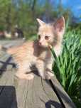 Отдам милых котят