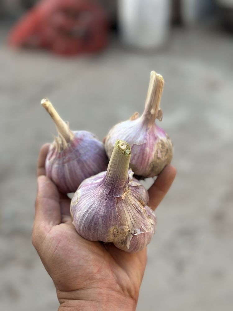 Продам чеснок свежий