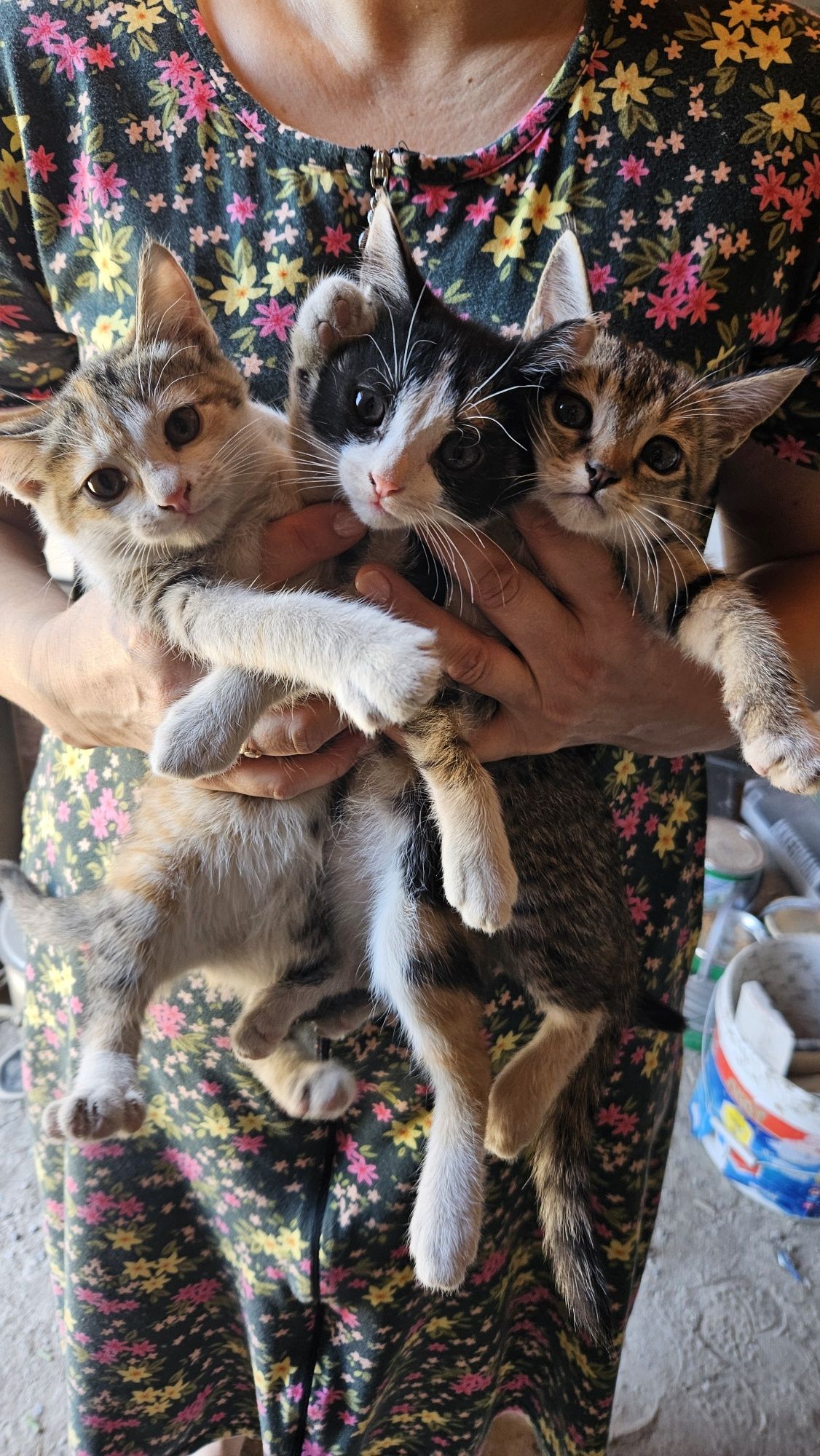 Отдам котенка и двух кошечек в добрые руки!