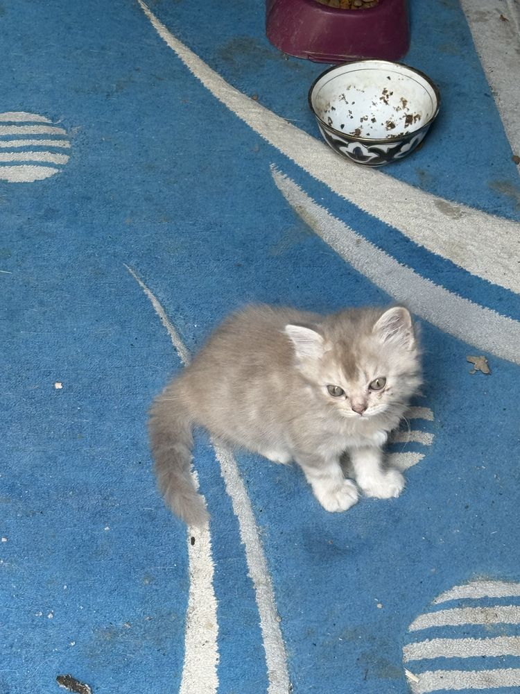 Продаются котята
